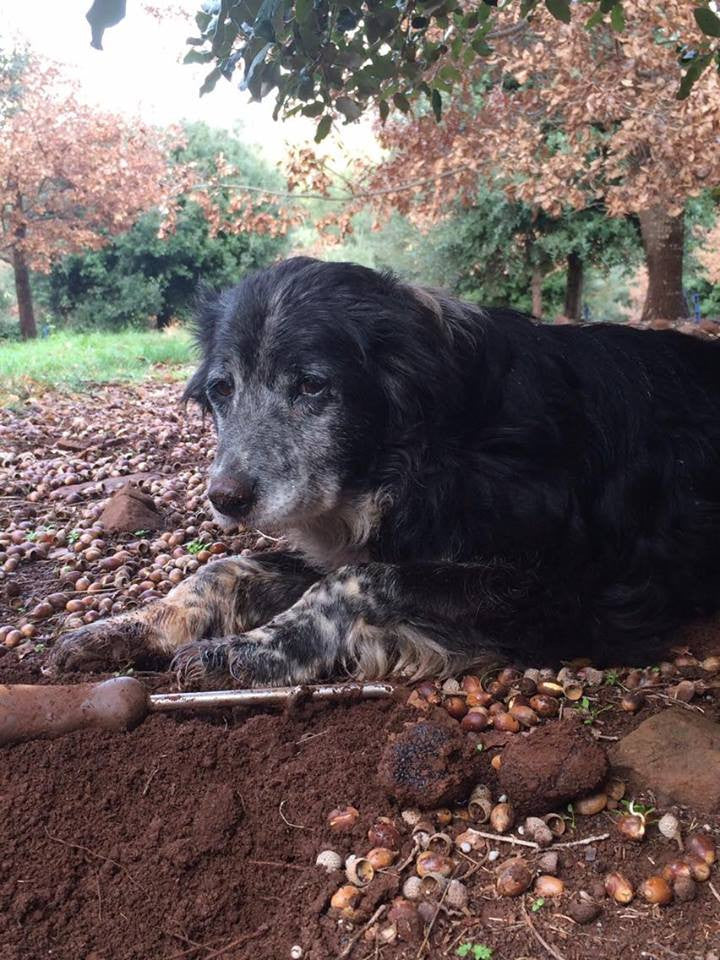 Black Truffles from the Provence