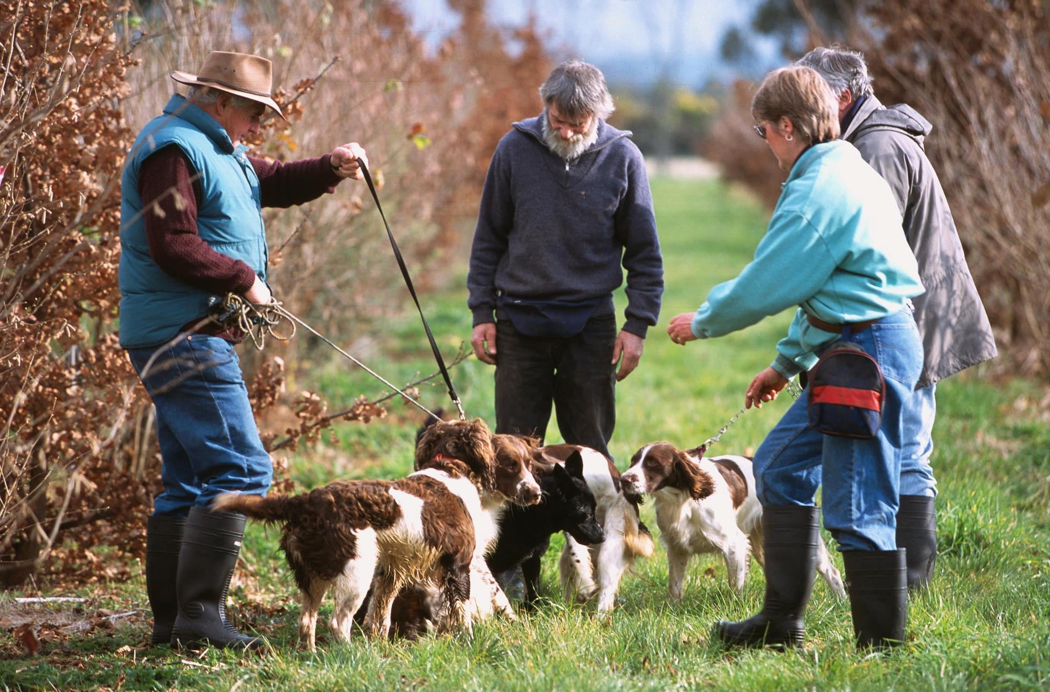 Black Truffles from the Provence