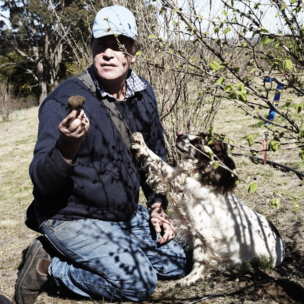 Black Truffles from the Provence