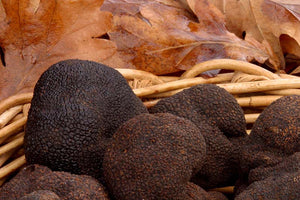 Tasmanian Black Truffles Extra Grade
