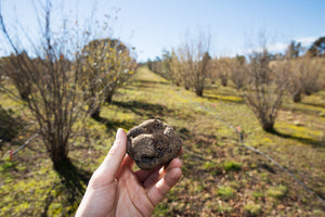 Black Truffles from the Provence